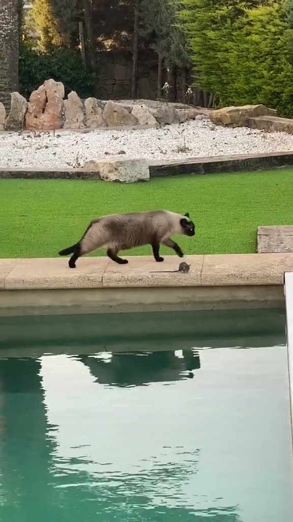 Rat, Dog, And Three Cats Hold Poolside Conference || ViralHog