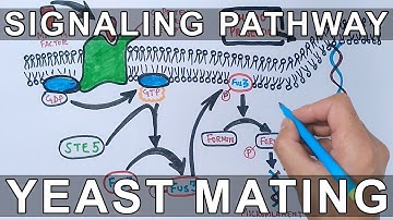 Signaling Pathway in  Yeast Mating