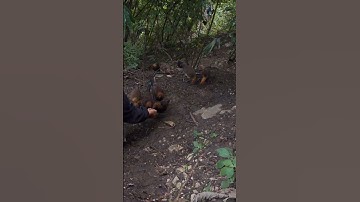 Hlau youtube cho đàn gà rừng tơ ăn tối.Hlau pub qaib qus noj mog