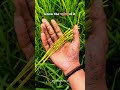 Value 🥺❤️‍🩹of food only farmer knows #Rice #trending #rain #farmer