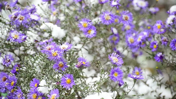 Relaxing Music with Birds Singing Beautiful Piano Music & Guitar Music by Soothing Music Relaxation