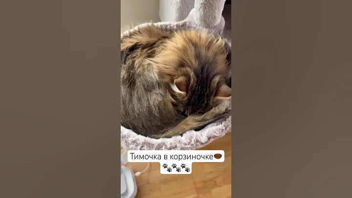 Video 11696491: mainecoon cat kitten