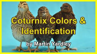 Coturnix Colors & Identification - with Martin Yardley