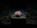 Daily Animal – Episode 205: Blobfish – The Deep-Sea Survivor Beyond the Pressure