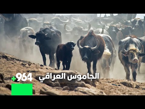 ماذا قال العالم الالماني عن الجاموس العراقي