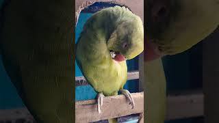 mami se pitake so rahe the 😅😂#parrot #talkingparot #birds #funny #funnyparrot