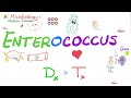 Enterococcus | Diagnosis and Treatment | Microbiology 🧫 and Infectious Diseases