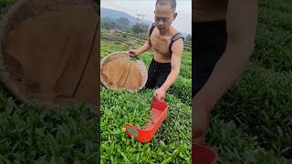 Farewell to Hand-picking! This Machine is Harvesting Farmers' Sweat.