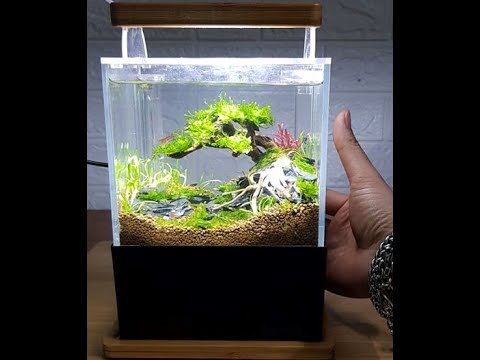 Video Set bể thuỷ sinh layout bonsai siêu mini - Bể thuỷ... - youtube