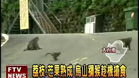 荔枝芒果熟成 乌山猕猴抢食－民视新闻 - 天天要闻
