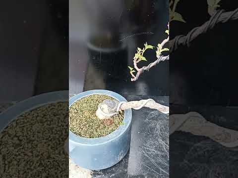 chia sẻ ace
