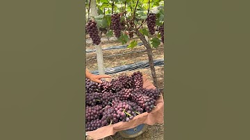 black summer grapes farming🍇 #grape #grapenation #pruninggrapevines #grapecity #grapecity