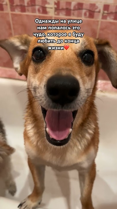 Чапик 🧡 - YouTube
