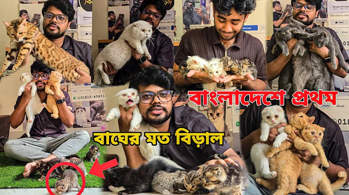 Watch the video about Tawarkan Kucing di Bangladesh! | British Shorthair, Bengal, Munchkin, Mainecoon_Peternakan Kucing...