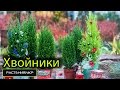 Экскурс по хвойникам. Кипарисовик / Digression on ephedra. Cypress