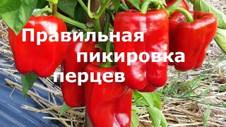 Правильная пикировка перцев!