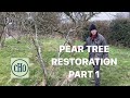 Pear tree restoration  part 1