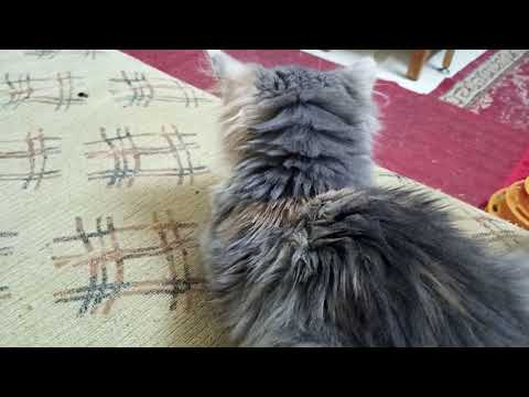 فيديو: الجنين Tritrichomonas في القطط