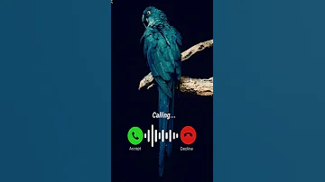 Koyal Sound New Mobile SMS Ringtone Ringtone Bird Sound Massage Ringtone 