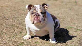 Update On The Bulldogs... Breedings + More!