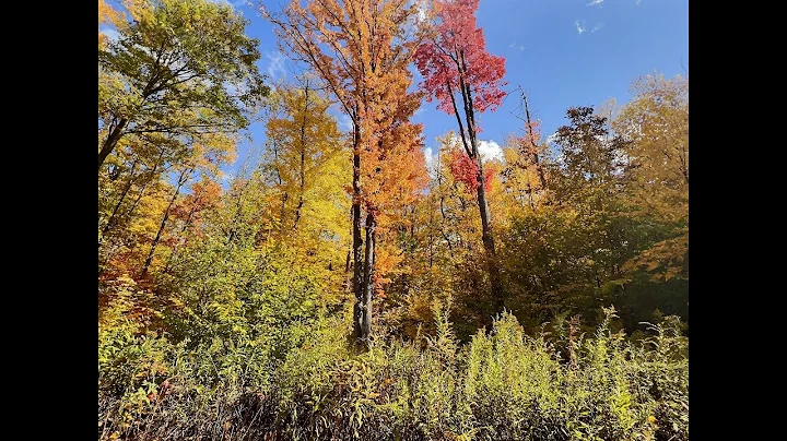 Stickney Rd 50 Acres