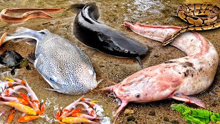 Download lagu Wow! Catching Albino Catfish in a Hole: Giant Catfish, Snakehead Fish,Ornamental Fish,and Patin Fish