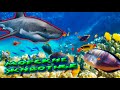 Морские животные / Marine animals