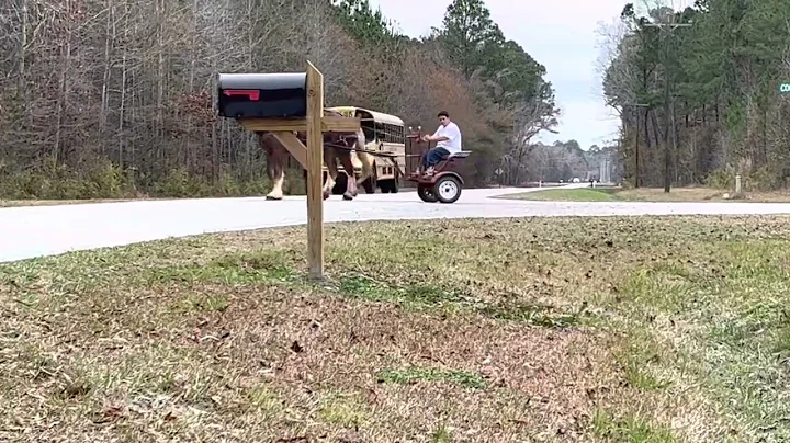 Roan mare driving