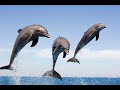 Amazing dolphin show