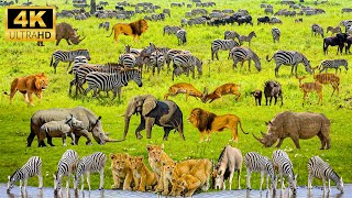 4K African Animals: Serengeti National Park - Scenic Wildlife Film With Calming Music.