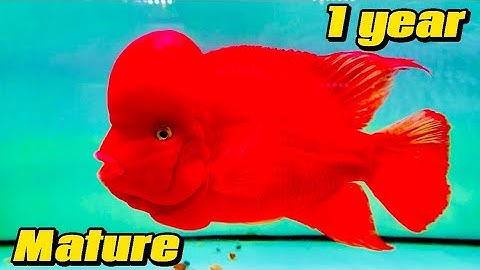 “KÍCH THƯỚC-TRƯỞNG THÀNH” Cá la hán khỉ đỏ max size, khổng lồ #superredmonkey #kammaphong