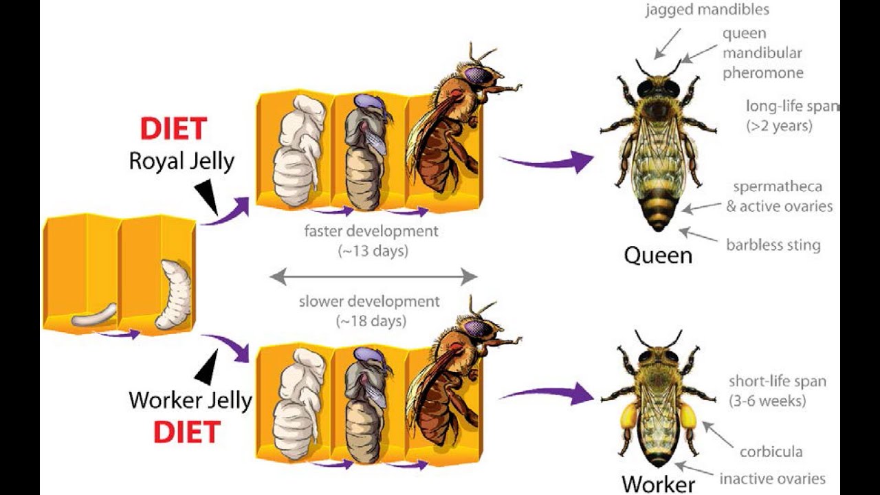 Queen Bee strategy - YouTube