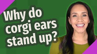 Why do corgi ears stand up?
