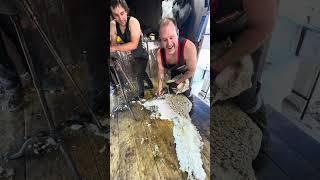 Shearing with an old hand crank pin drive 🐑😅😅 Shearing with an old hand crank pin drive 🐑😅😅