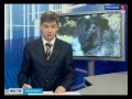 Развитие овцеводства в Ульяновской области.avi