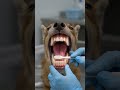 Professional Pet Dental Cleaning: Full Step-by-Step Procedure (Dogs &amp; Cats)