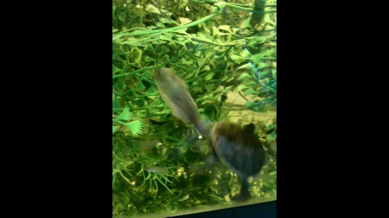 Northern Snake-necked Turtle Feeding Frenzy... - YouTube
