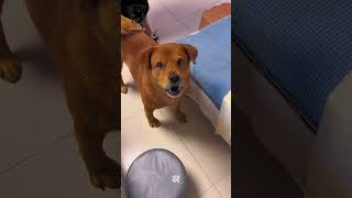 Maaaaaaaaaaaaa 😂🤣 Xiaopang Funny Dog Video 😂😅 Watch till End 😁😀 #xiaopang #funny #dog #dogofti