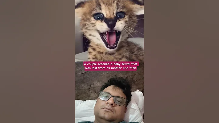 Video 10273331: rescued baby serval, rescue mother