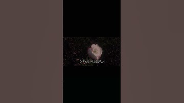 سورة الطلاق ايه ١-٣ ماهر المعيقلي