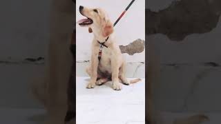 Golden retriever female 3 5 moth for sale