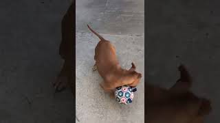 Meet Spud A Terrier Pit Bull Currently Available For Adoption 4192023 34612 Pm