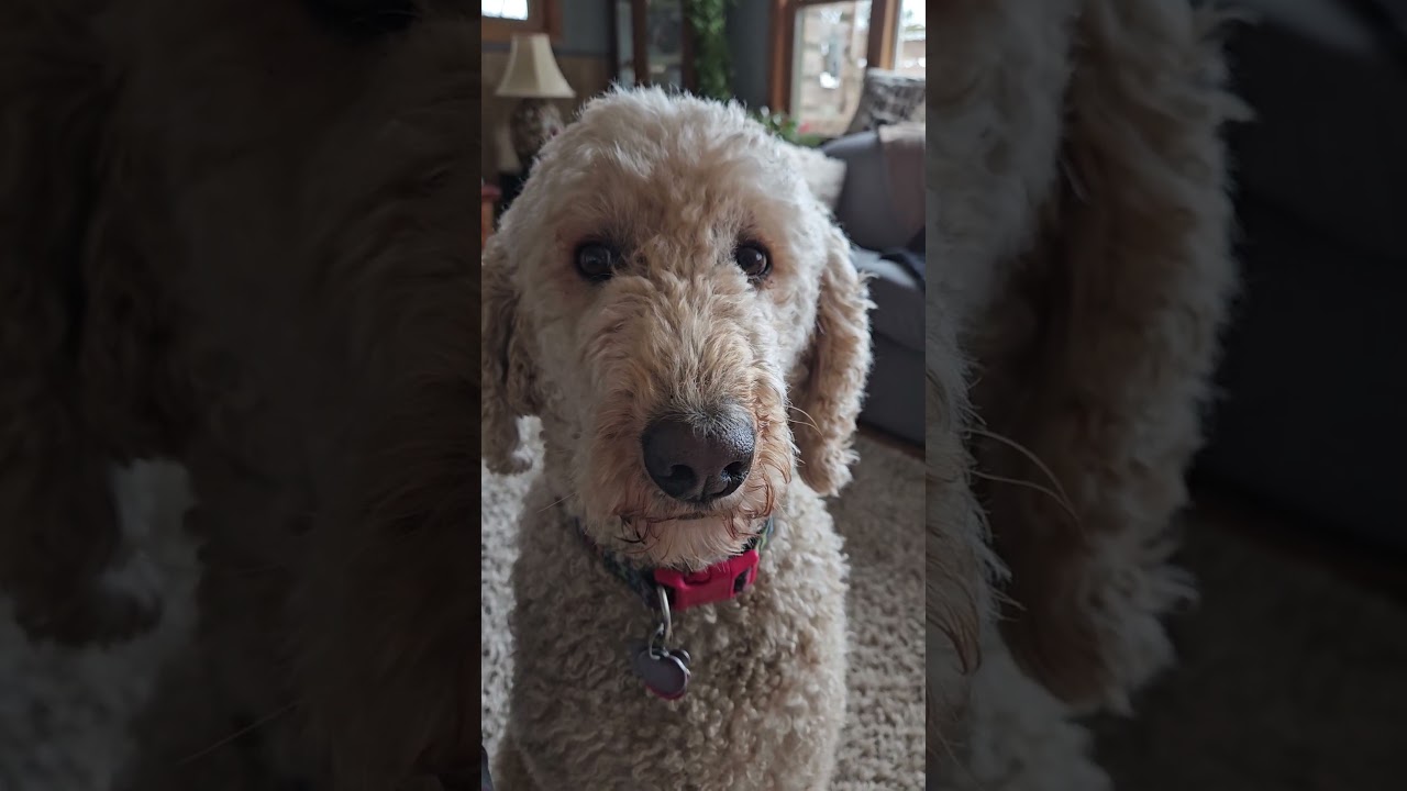 Artie's walk time 🐩🚶‍♀️