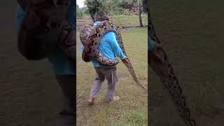 munding Aji pets zoo animal snack alligater snack anaconda raptile king Cobra paithon sh