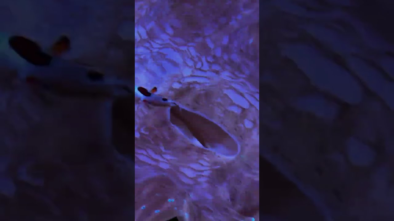 Clownfish Swimming Inside The Clam Clammani Ig Shorts Ocean Fyp