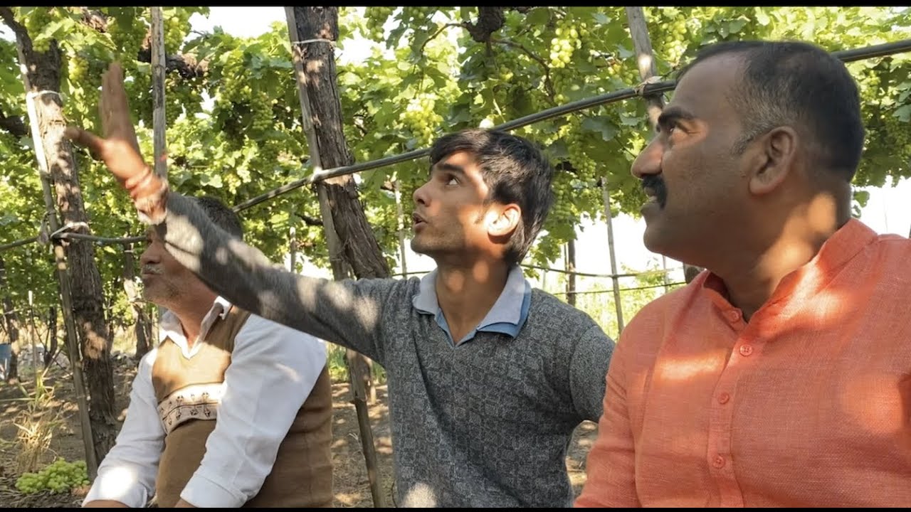 Soil charger tech 🍇SCTपोषन☝️द्राक्ष शेतीमध्ये चमत्कार‼️खोडकिडीने त्रस्त17 वर्षाच्या बागेला तरूणपण💪