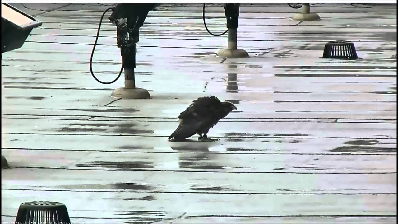 JERSEY CITY Falcon Nest playing in the rain June 19th 2014 YouTube