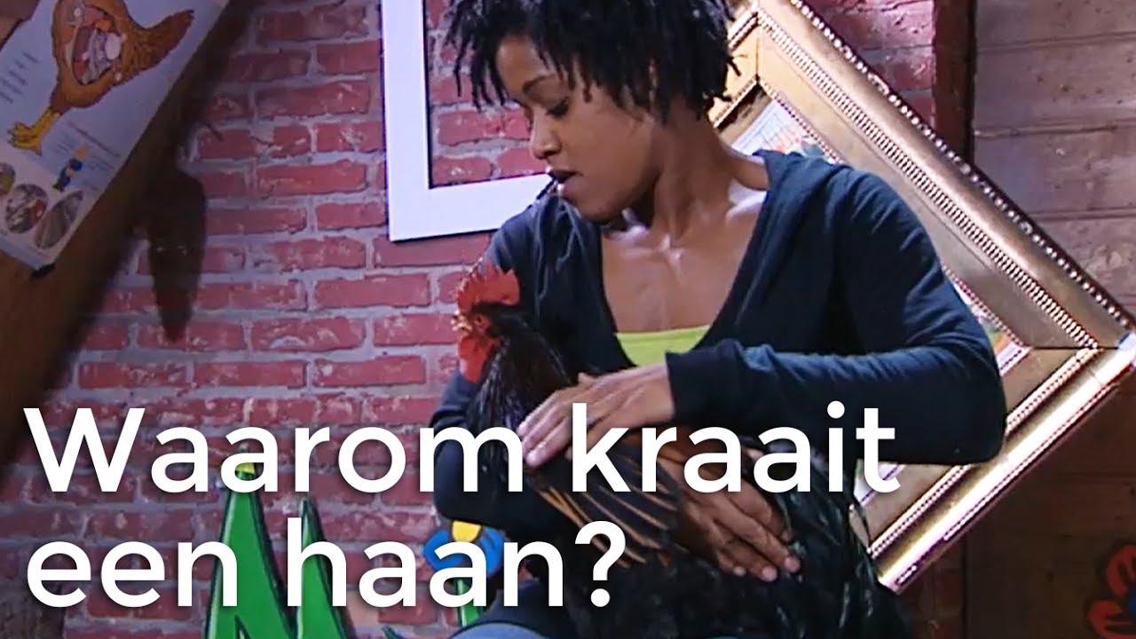 Waarom kraait een haan? | Vragen van Kinderen