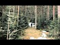 Zdravko Colic - Pamuk - (Official Video) HD