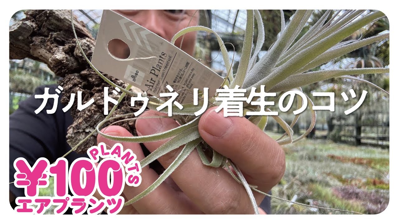 【100均】高価なアイツ⁉️を着生させてみた　あれから5ヶ月後